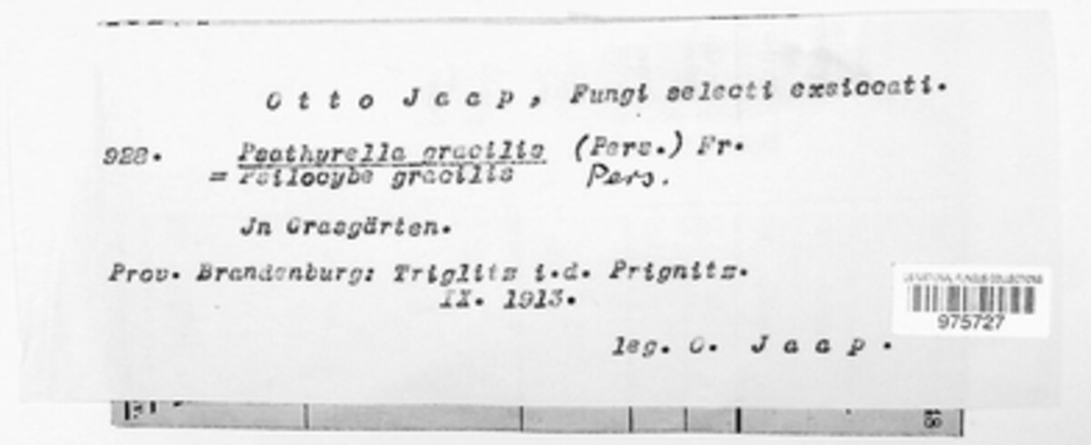 Psathyrella gracilis image